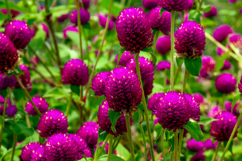Close up of Gomphrena globosa in shallow focus, commonly known as globe amaranth is an edible flower to relieve prostate and reproductive problems.
